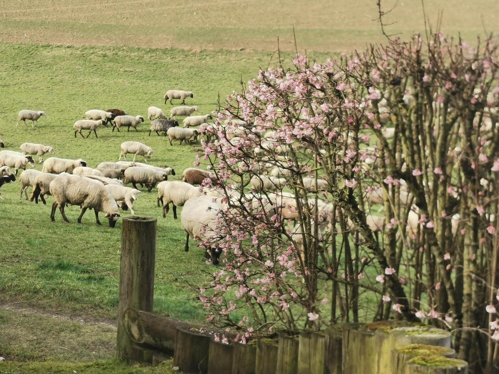 Ferienwohnung Auenland Braunfels Zewnętrze zdjęcie